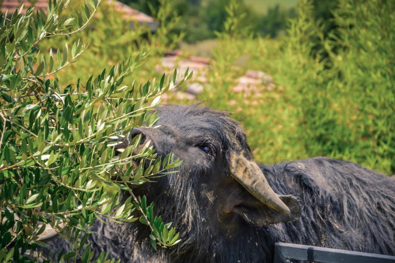 Agriturismo Ciociaro " Il Colle " Hotel Ristorante Ceprano Eksteriør billede