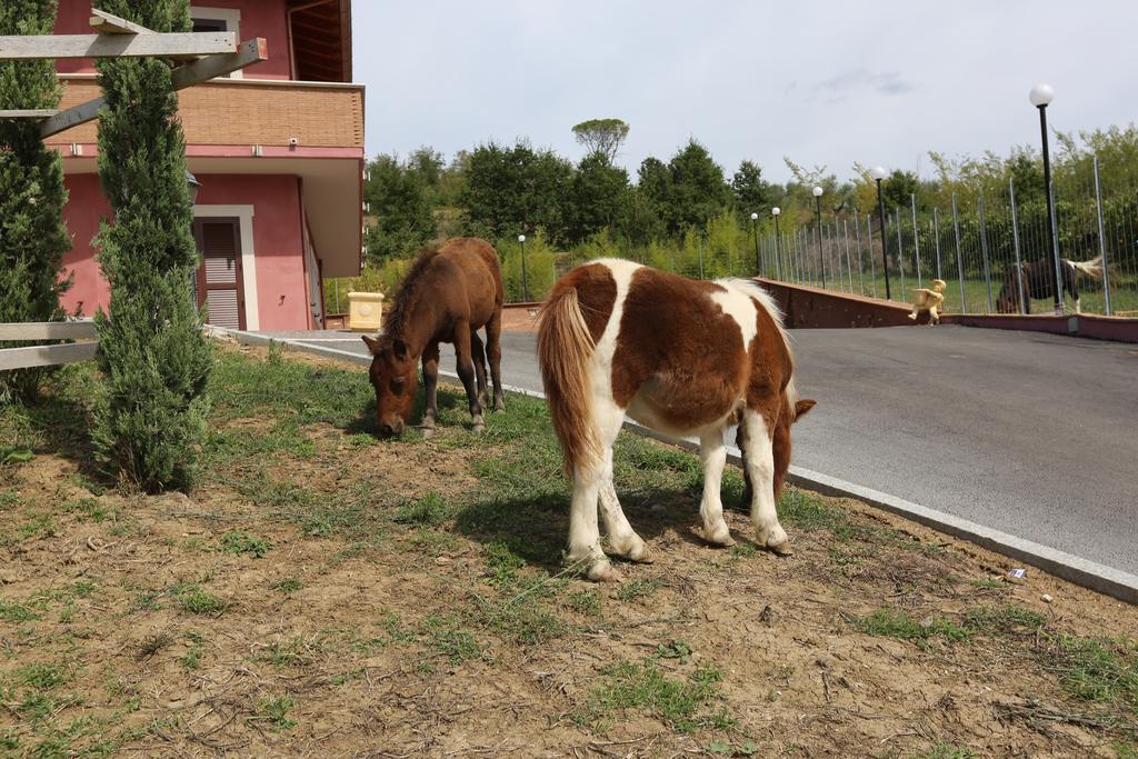 Agriturismo Ciociaro " Il Colle " Hotel Ristorante Ceprano Eksteriør billede